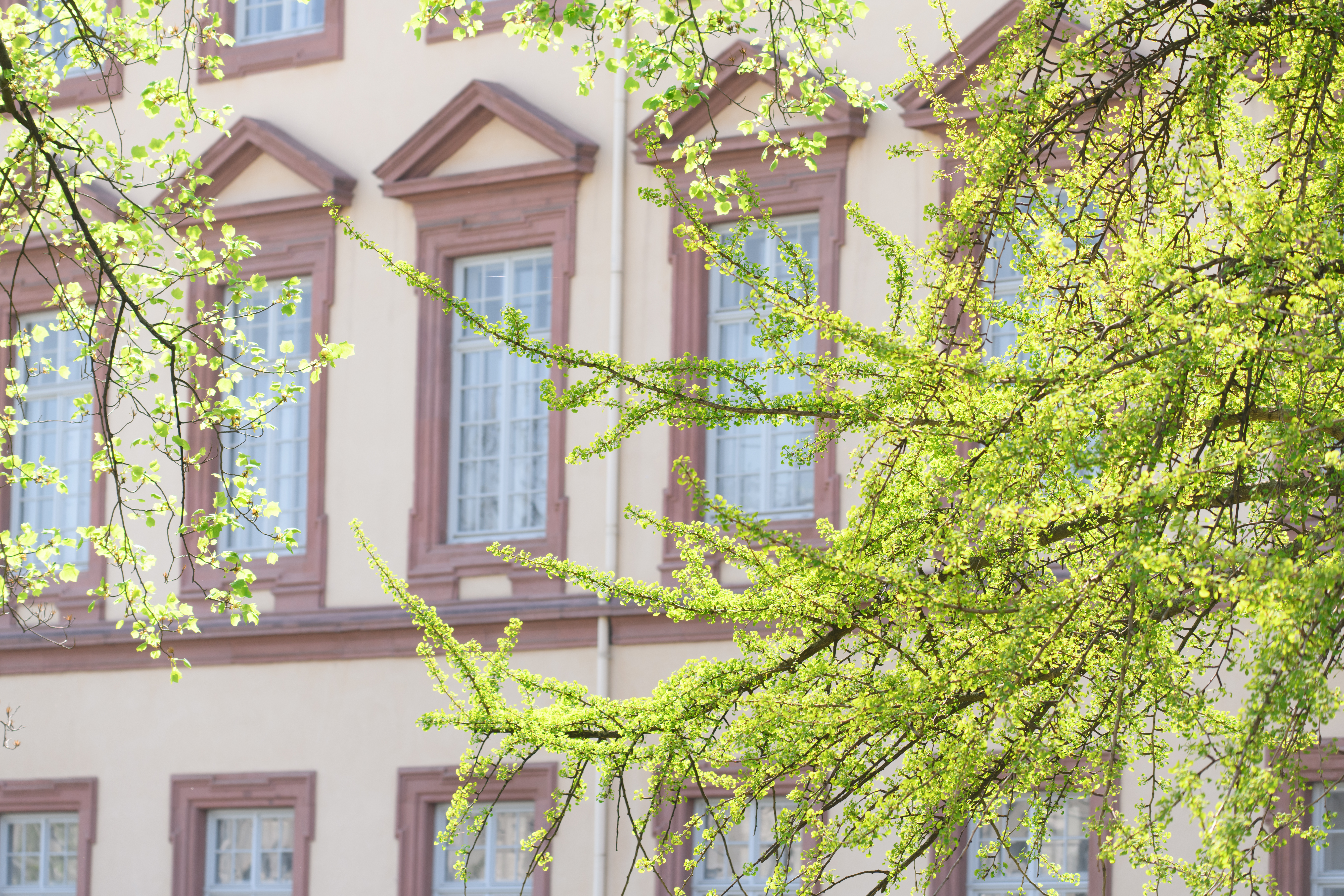Schlossfassade und Zweige mit hellgrünen Blättern