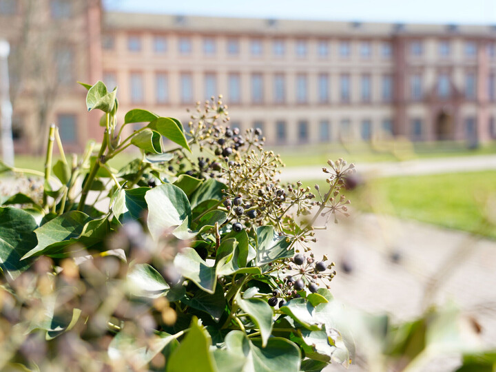Eine grüne Pflanze mit dem Mensawiese und dem Schloss im Hintergrund.