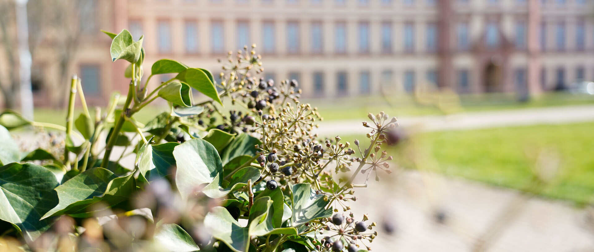 Eine blühende Pflanze vor dem Schloss.
