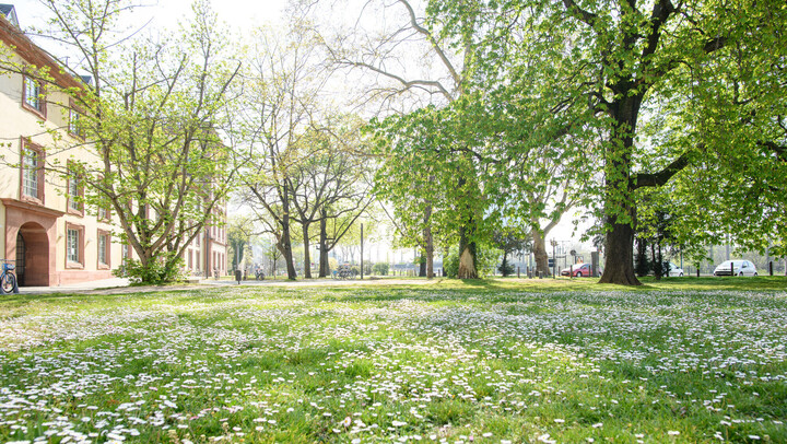 Eine Wiese mit Blumen und Bäumen und dem Schloss im Hintergrund.