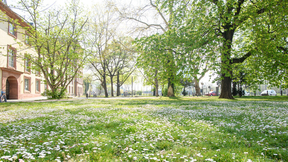 Eine Wiese mit Blumen und Bäumen und dem Schloss im Hintergrund.