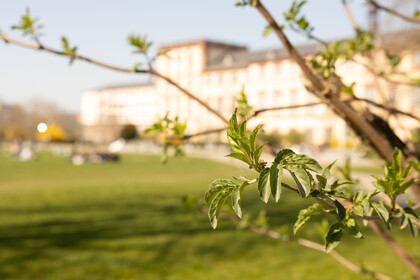 Blühender Baum mit der Mensawiese und dem Schloss im Hintergrund