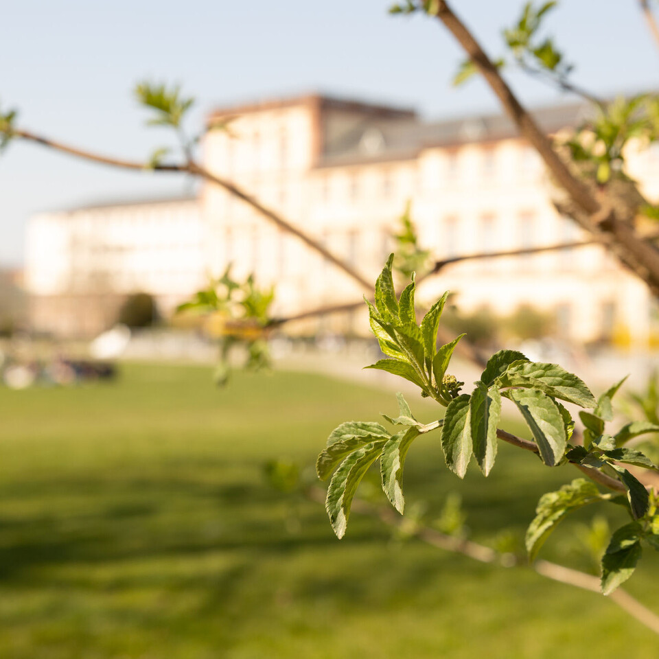 Blühender Baum mit der Mensawiese und dem Schloss im Hintergrund