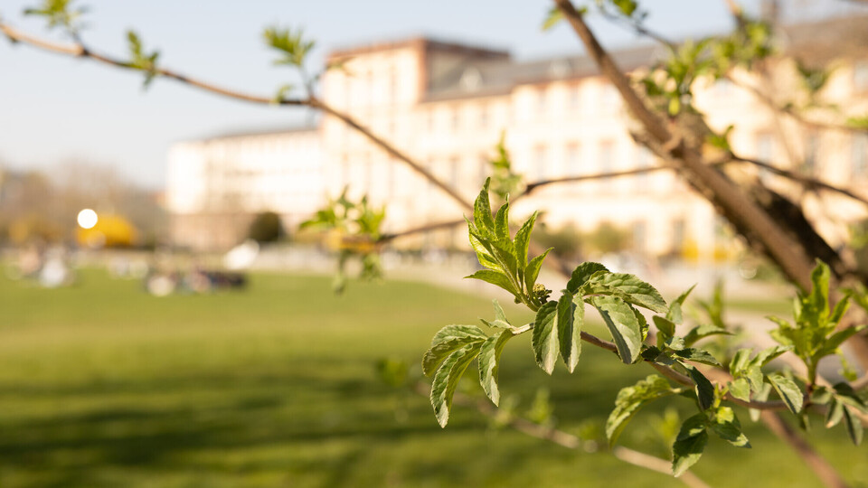 Blühender Baum mit der Mensawiese und dem Schloss im Hintergrund